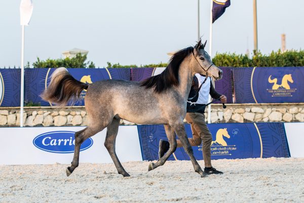 Hamad al Tarzy gold junior male