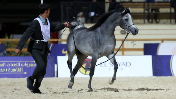 Hayman al Farazdak silver junior male