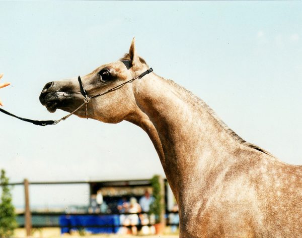 Helaliya (Crusader x Heloua), has been a fantastic broodmare. Her get include FS Ronaldo (by Kubinec), 2010 British National Champion Stallion 