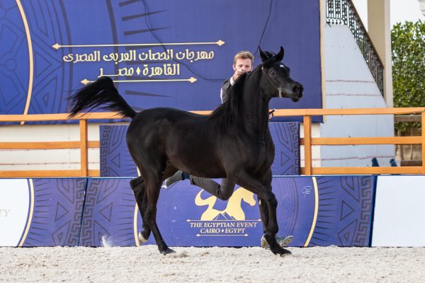 Kamar EGA Bronze Junior Filly