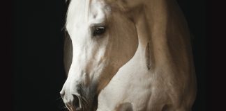 On the Cover: Karmaa Karmaa cropped