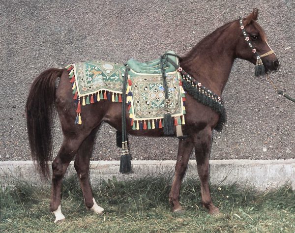 Kazra wearing her Princess Muna Saddle of Honour