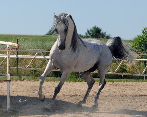 Polish stallion Ontario HF (Monarch AH x HF Orzonna)