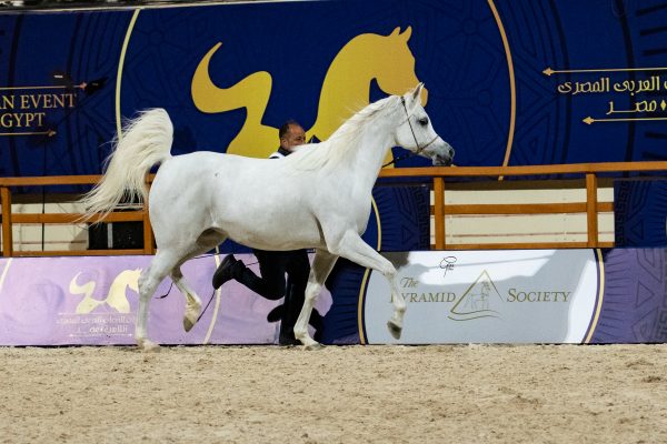 Madinat al Ashraaf Gold senior mare