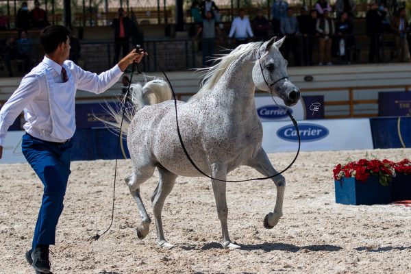 Malik El Nil Al Sharbuty Gold senior male