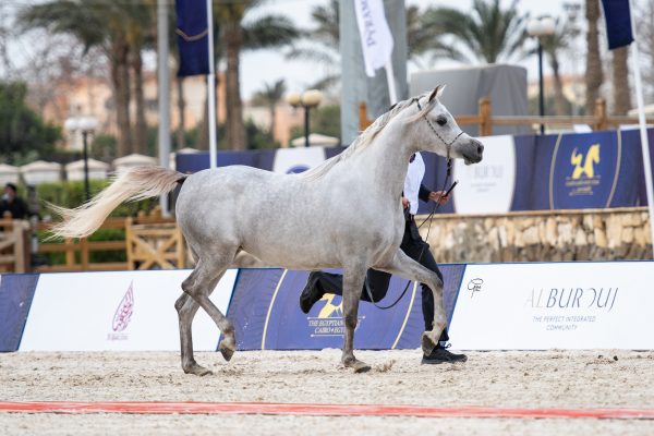 Malika Badrawi Gold junior mare