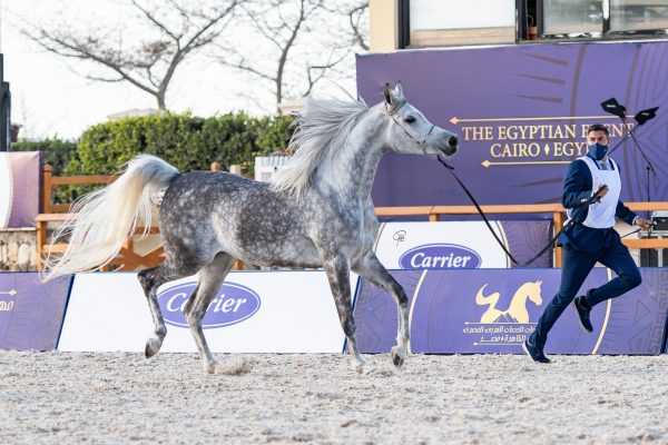 Maria el Azzab Bronze Junior Mare