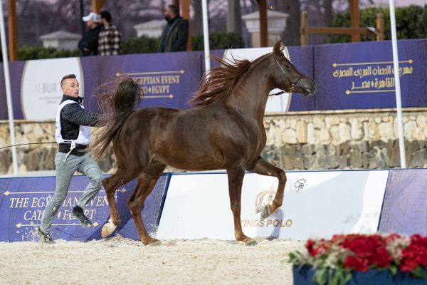 Mashhour Al Farida bronze intermediate male