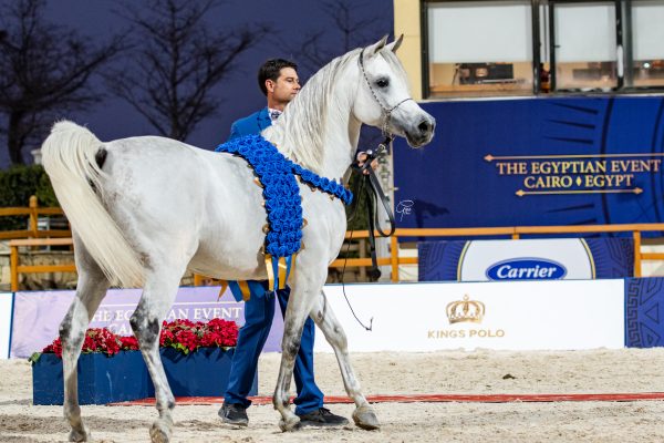 mohanad badrawi gold intermediate male