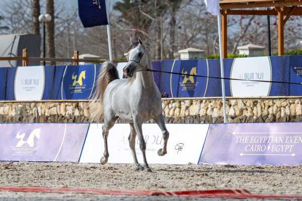 MOURAD EL FARIDA silver intermediate male