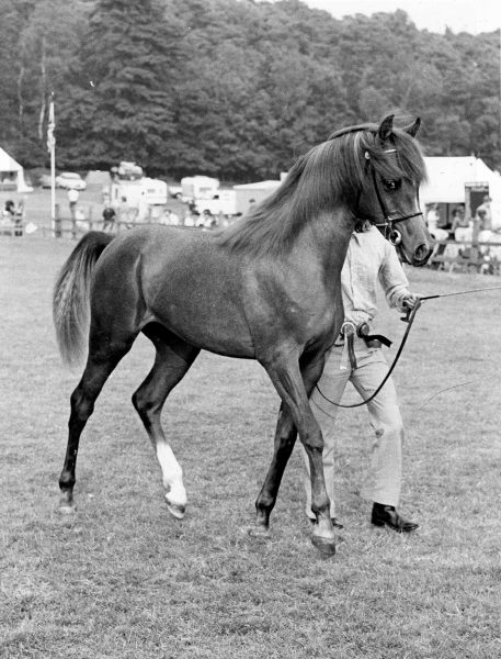 Maleik el Kheil (El Shaklan x Muneera) at Ascot in 1980 for Lodge Farm Arabians and the Maxwells