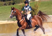 On the Cover: Marcus Aurelius Marcus Aurelius, chestnut Arabian stallion, trotting through water