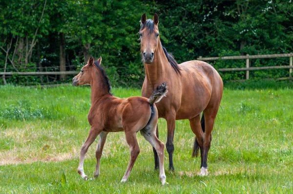 Minorella (El Bak x Minorka) with her Ontario HF filly foal, Little Mona. 