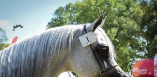 Arabian Horse Days – Poland 2015