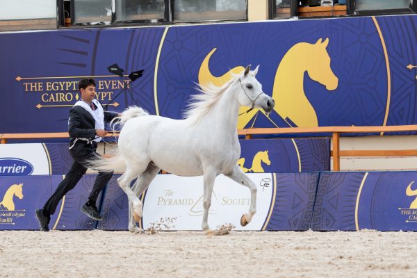 Sayeda Badrawi Silver Junior Mare