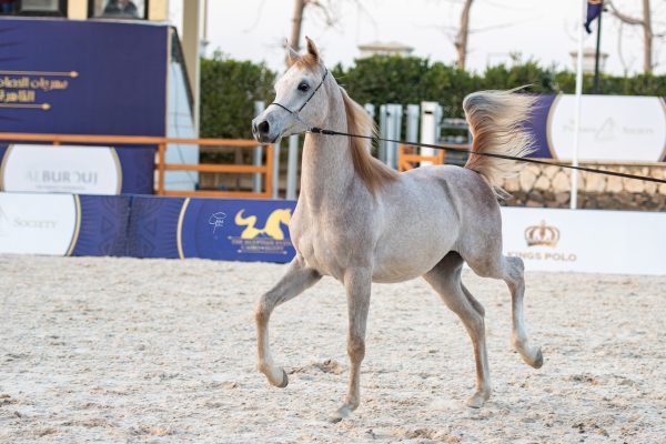 Sheikh Al Ashraaf bronze junior male