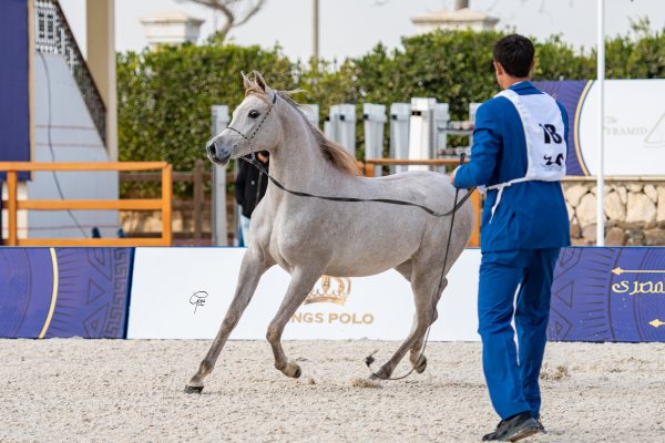 Sheikha Badrawi Silver Junior Filly