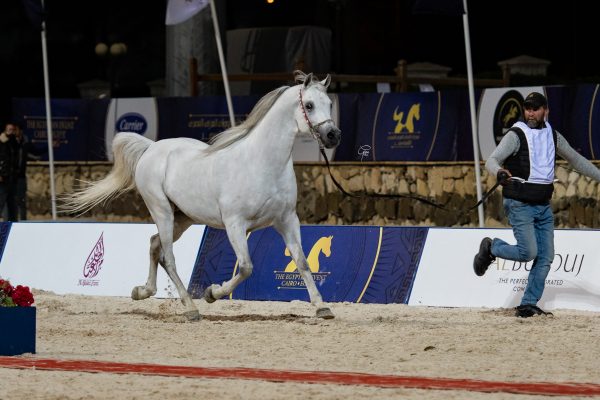 sohail al yasser bronze senior male