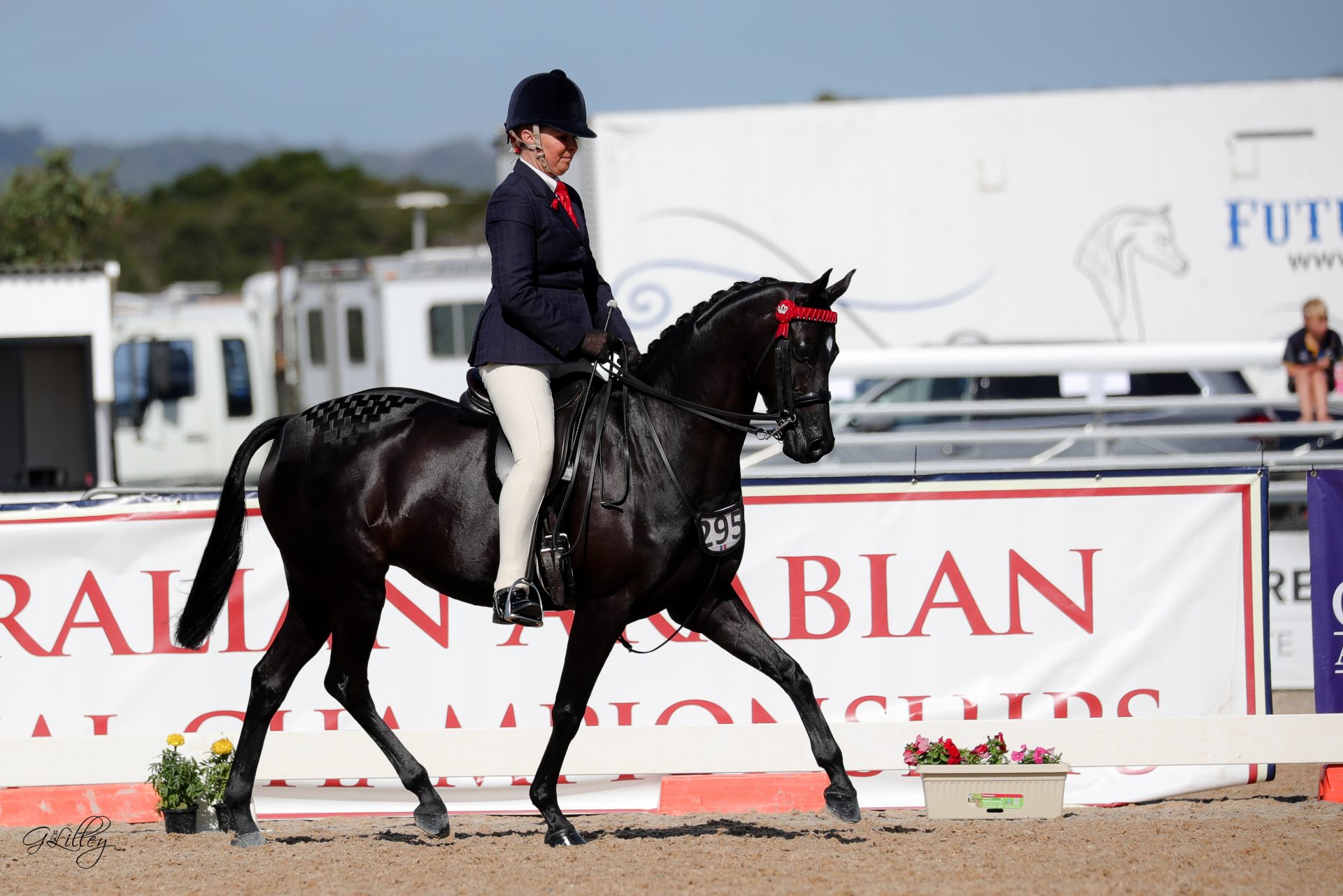 Australian Arabian National Championships Part II - The Arabian Magazine
