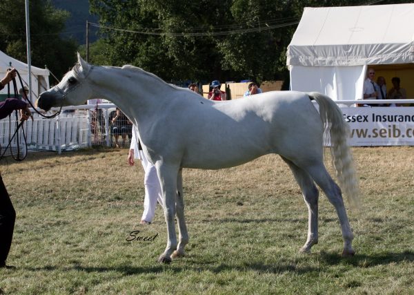 Windella Silver Sensation