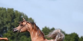 AJ Azzam – Europe’s Newest Triple Crown Star