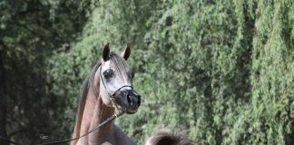 AJ Azzam – The Triple Crown Star Returns