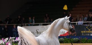 Alexxanderr the Great UPDATED