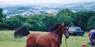 Ali Khan: 1994 – 2016