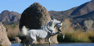 Amir Jamaal – Vale