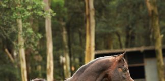 Anaza Bay Shahh (1986 – 2016)