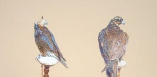 Arab Falconry: History of a Way of Life