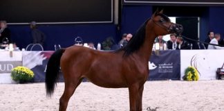 Arabian Futurity Europe