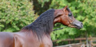 Arabian Futurity Europe raises record amount!