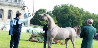 Arabian Horse Organization Breeders’ Championship Europe