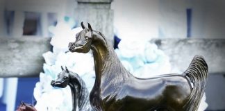 Arabian Horse Organization World Cup