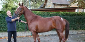 Arabian Sale nears record with solid gains