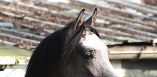 Aryen (Monther Al Nasser x Athina El Jamaal) – 17 June 2010 – 28 February 2014