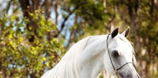 Australasia & their Love of the Egyptian Arabian