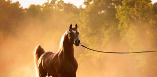 Barzan Al Shahania: Returning to the Spotlight