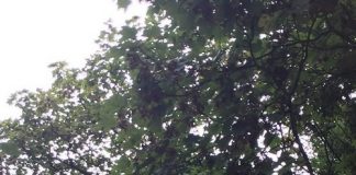 Be prepared before Seasonal Pasture Myopathy strikes, advises BEVA