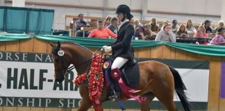 Beon Alla Czar Earns The Horse of Course High Score Award at 2016 Sport Horse National Arabian & Half-Arabian Championship