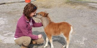 BEVA’s MumsVet introduces guidance resources for employers