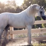 Cover Star: Om El Benicio – the Versatile Arabian stallion Versatile Arabian stallion Om El Benicio, cover star and son of WH Justice, with the light coming through is tail