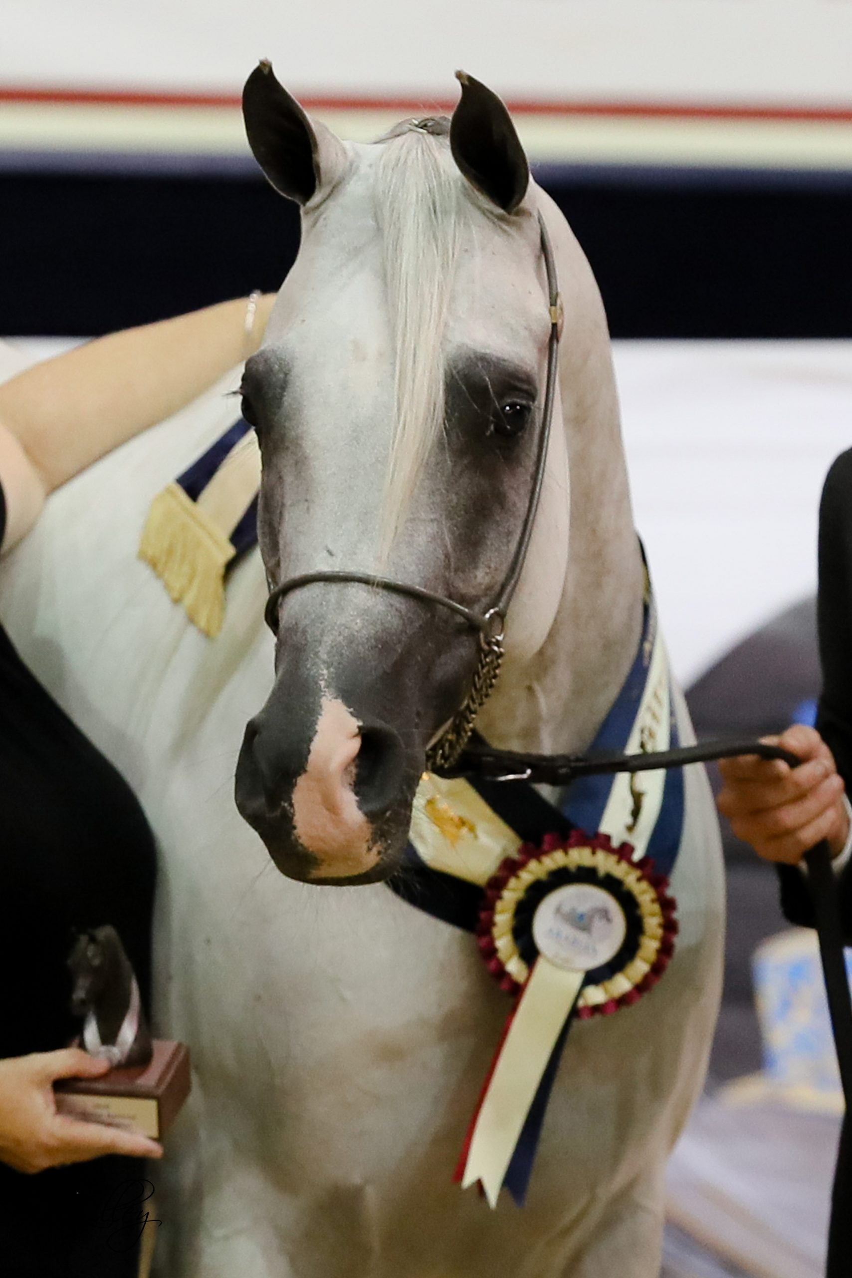 Australian Arabian National Championships 2020 - The Arabian Magazine