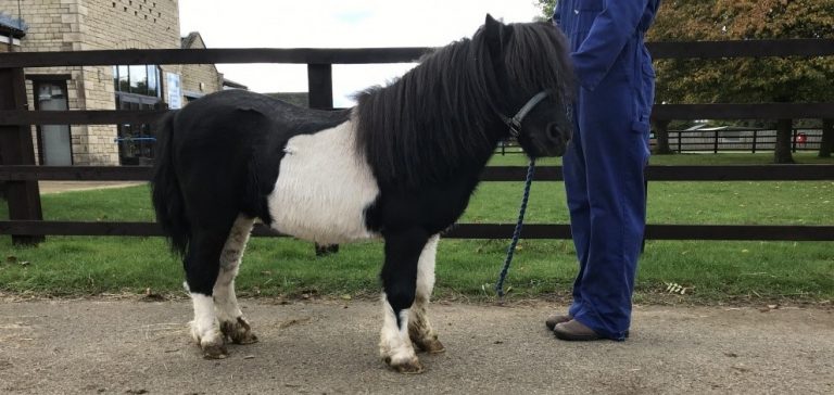 Blue Cross is appealing for help from the public to find stolen pony Basil Blue Cross is appealing for help from the public to find stolen pony Basil