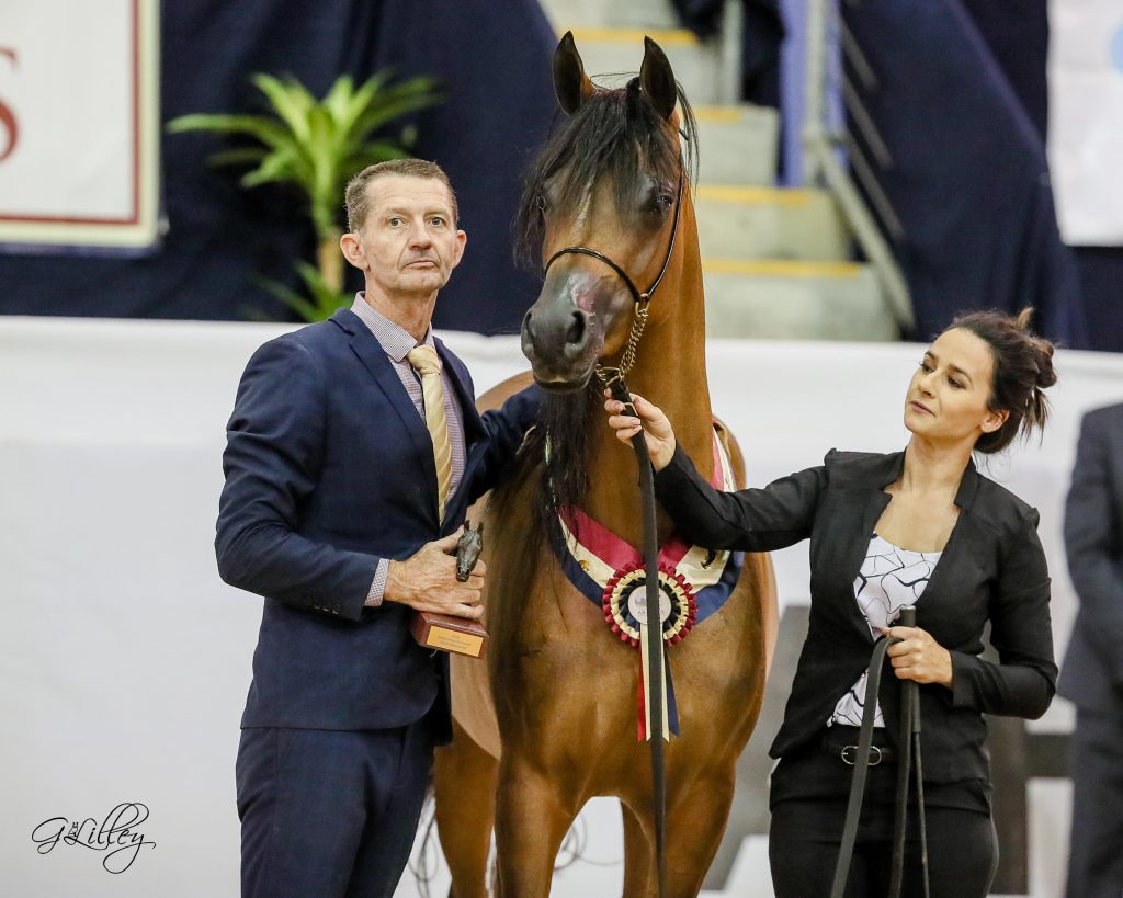 Australian Arabian National Championships 2020 - The Arabian Magazine