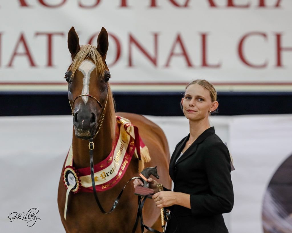 Australian Arabian National Championships 2020 - The Arabian Magazine