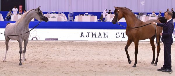 Dubai International Arabian Horse Championships RFI Unique