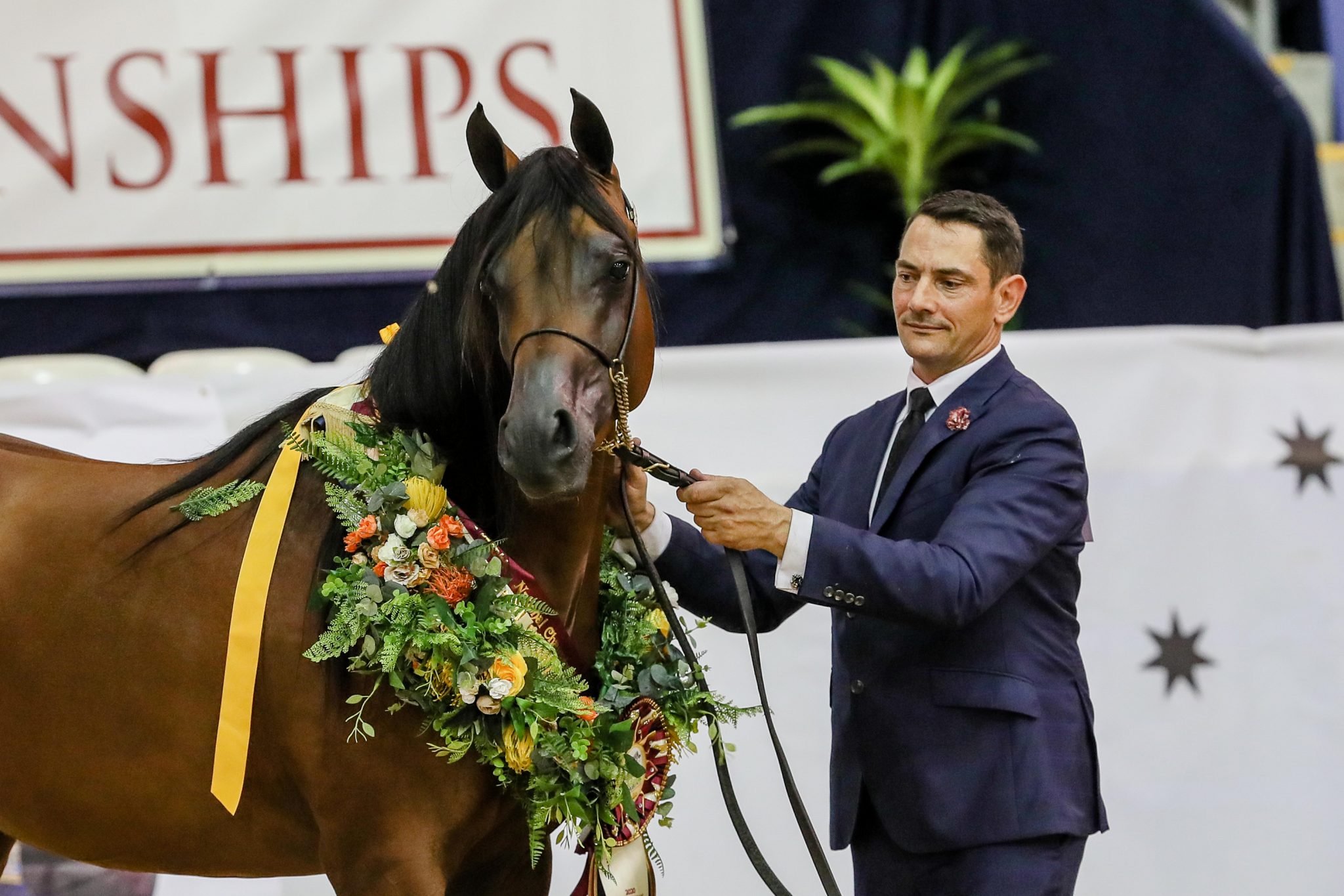 Australian Arabian National Championships 2020 - The Arabian Magazine
