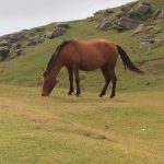 Teamwork, communication and trust are key to tackling equine obesity concludes Great Weight Debate